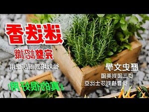 迷迭香 風水
